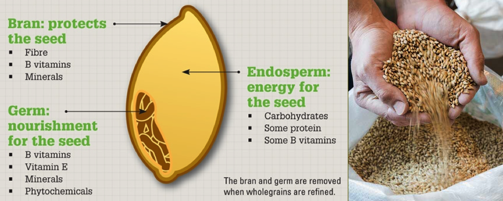 Grains' Anatomy: To be considered a whole grain, the grain's bran, endosperm and germ must remain completely intact.